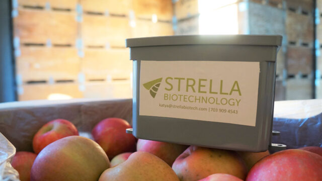 Strella biotechnology apples
