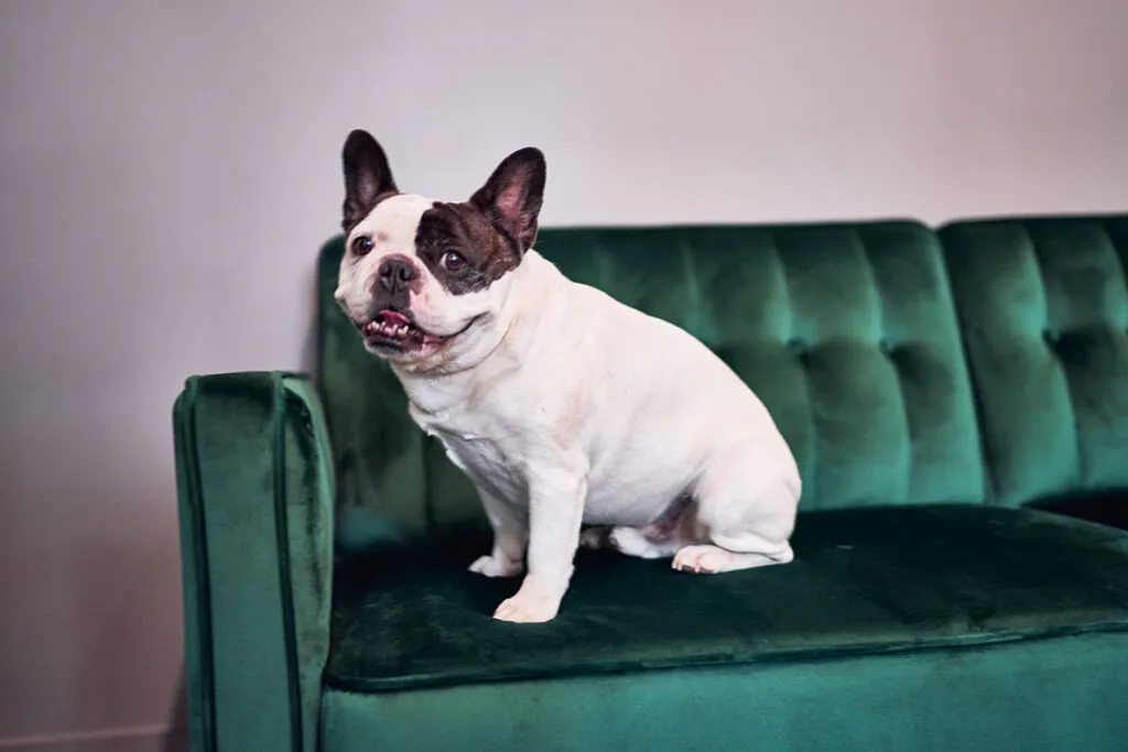 Black and white french bulldog sitting on green couch.